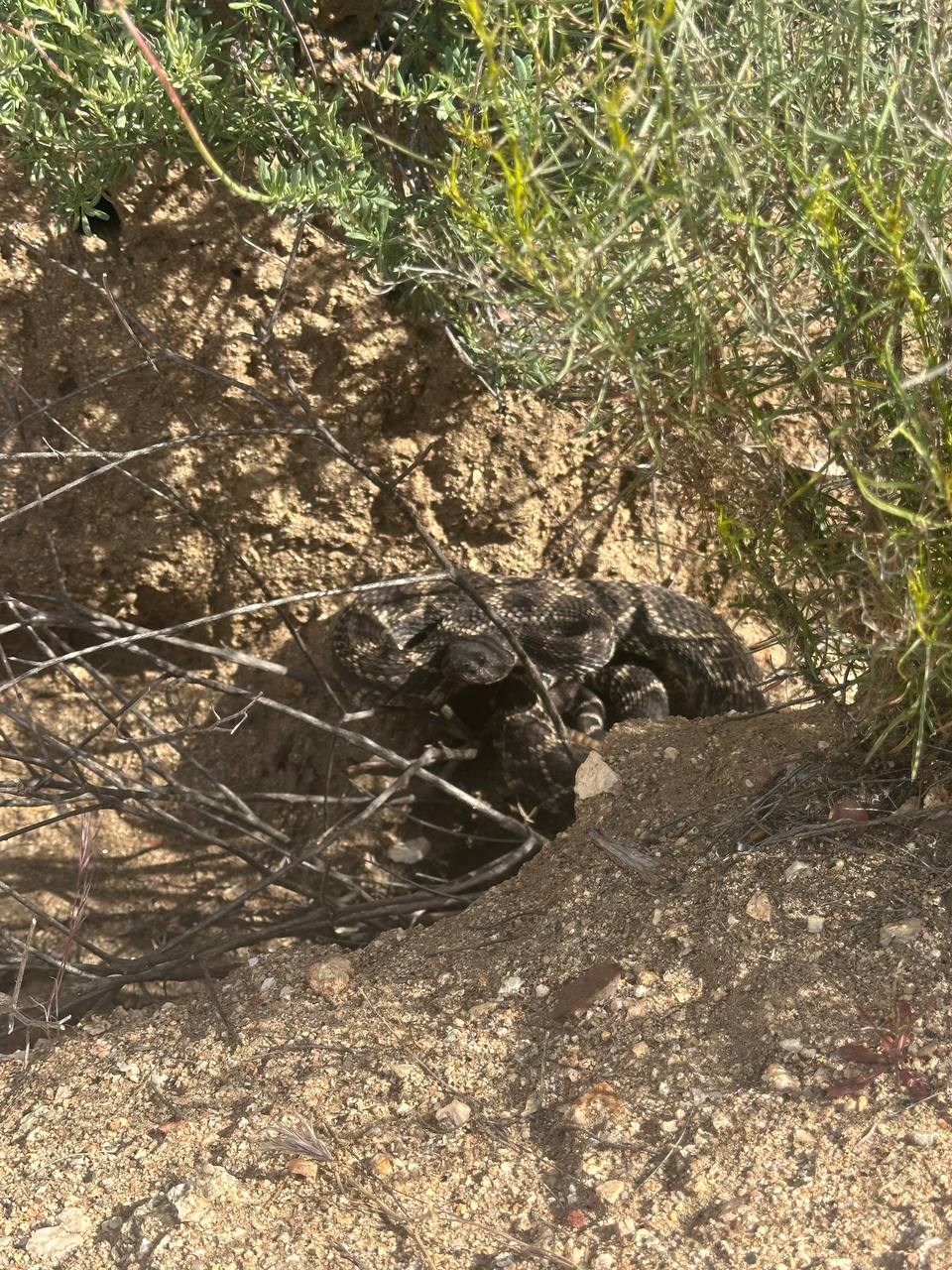 Rattlesnake by the trail